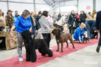 Сиба-ину, шпицы и алабаи: в Туле состоялась выставка собак, Фото: 31