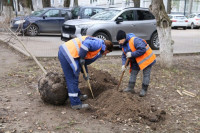 Вдоль веломаршрута «Лев Толстой» начали высаживать липы, Фото: 6