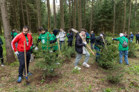 Депутаты Тульской облдумы высадили 215 саженцев елей и дубов в яснополянском лесу, Фото: 64