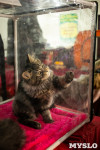 Пряничные кошки, Фото: 59