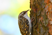 Фотографии дикой природы Даниила Маликова., Фото: 3