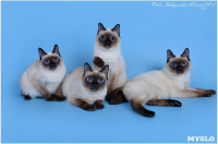 Кошки породы Скиф-той-боб, Фото: 11
