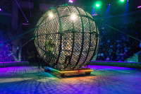 "Чудеса под Новый год" в Тульском цирке, Фото: 88