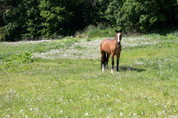 А пони тоже кони: 9-летняя тулячка – числе лучших в конном спорте по выездке, Фото: 1