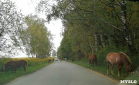 Табун лошадей у Сеженского леса, Фото: 2