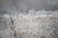 Тульский ноябрь, Фото: 14