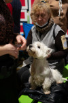 В Туле прошла выставка собак всех пород, Фото: 39