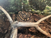 , Фото: 37