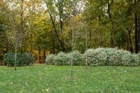 деревья в Платоновском парке , Фото: 6