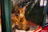 Пряничные кошки, Фото: 41
