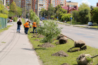 На ул. Дмитрия Ульянова высадили 50 рябин, Фото: 6