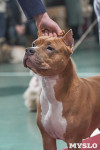 Выставка собак в Туле 26.01, Фото: 66