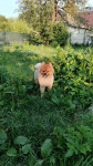 Читатели Myslo поделились фотографиями собак, Фото: 26