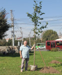 Высадка деревьев и растений ко Дню города, Фото: 7
