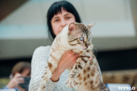 Выставка кошек "Конфетти", Фото: 77