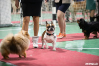 Выставка собак в Туле, Фото: 176