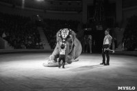 Шоу слонов в Тульском цирке, Фото: 67