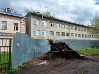 Дерево упало на ул. Софьи Перовской, Фото: 5