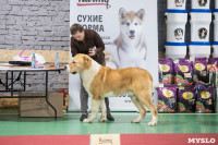 Выставка собак в Туле, Фото: 160