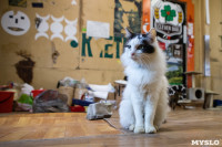 Волонтеры спасли кошек из адской квартиры, Фото: 27