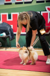 В Туле прошла выставка собак всех пород, Фото: 106