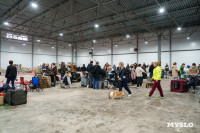 Сиба-ину, шпицы и алабаи: в Туле состоялась выставка собак, Фото: 1