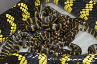 В Тульском экзотариуме на свет появились уникальные змейки бойги, Фото: 2