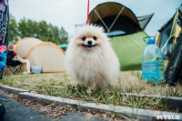 Всероссийская выставка собак в Туле, Фото: 117
