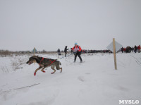 Гонки на собачьих упряжках «Большой тур» на Куликовом поле, Фото: 110