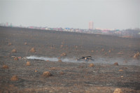 Возгорание сухой травы напротив ТЦ "Метро", 7.04.2014, Фото: 22