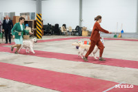 Сиба-ину, шпицы и алабаи: в Туле состоялась выставка собак, Фото: 61