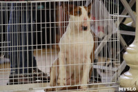 В Туле прошла Всероссийская выставка собак всех пород, Фото: 32