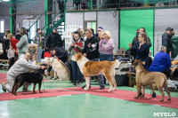 Выставка собак в Туле, Фото: 200