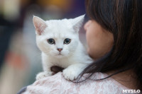Международная выставка кошек, Фото: 84