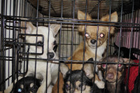 Похищенные собаки, Фото: 26
