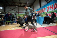 В Туле прошла выставка собак всех пород, Фото: 94