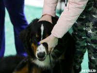 Выставка собак в Туле 14.04.19, Фото: 21