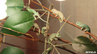 Хамелеончики в экзотариуме, Фото: 5
