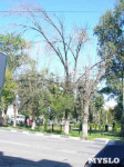 «Сушняк-2019 Тула». Городской хит-парад засохших деревьев, Фото: 260
