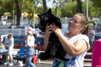 В Туле прошла выставка собак всех пород: фоторепортаж, Фото: 82