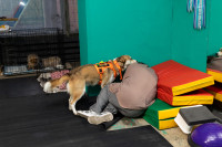 Хвостатые волонтеры: как собаки ищут пропавших живых и мертвых, Фото: 23