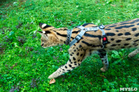 Бэби-леопард дома: зачем туляки заводят диких сервалов	, Фото: 32