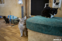 Волонтеры спасли кошек из адской квартиры, Фото: 7