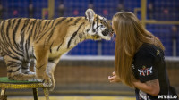 Фитнес для тигрят: как воспитываются будущие звезды цирка?, Фото: 27