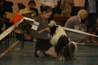 В Туле прошла всероссийская выставка собак, Фото: 17