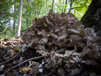 В Ясной Поляне засняли редкий краснокнижный гриб-баран, Фото: 14