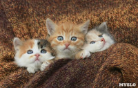 Тульские котики, Фото: 18
