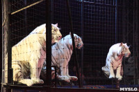 Цирк "Максимус" и тигрица в гостях у Myslo, Фото: 27