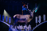 Новое грандиозное шоу Гии Эрадзе «Королевский цирк» стартует в Тульском цирке, Фото: 66