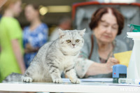 Выставка кошек клуба "Белиссима", Фото: 65